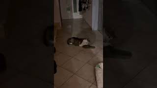 My cat’s shoe fetish 😹😻