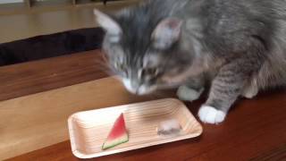 初めてスイカを見た猫 ノルウェージャンフォレストキャット Cat saw for the first time watermelon. Norwegian Forest Cat.