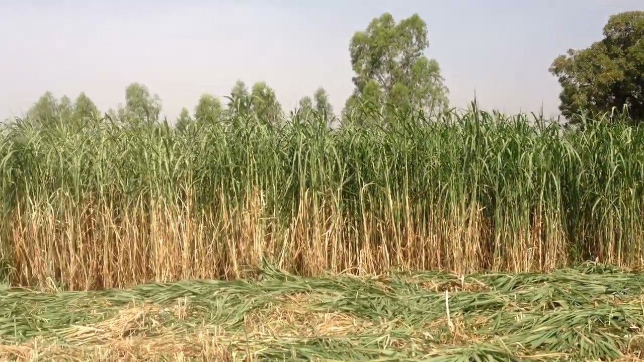 Excellente Culture fourragère  au Mali : Herbe à Éléphant Miscanthus giganteus.