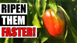 5 Ways To Ripen Peppers Faster