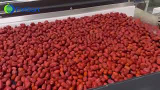 Dates Sorting Machine; Dates Grading Machine; Dates Cleaning and Sorting Machine Profile