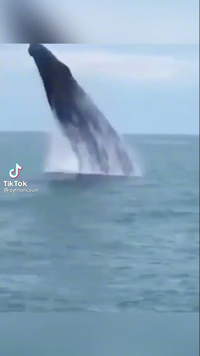 whale-tried-to-tip-the-boat-over-youtube