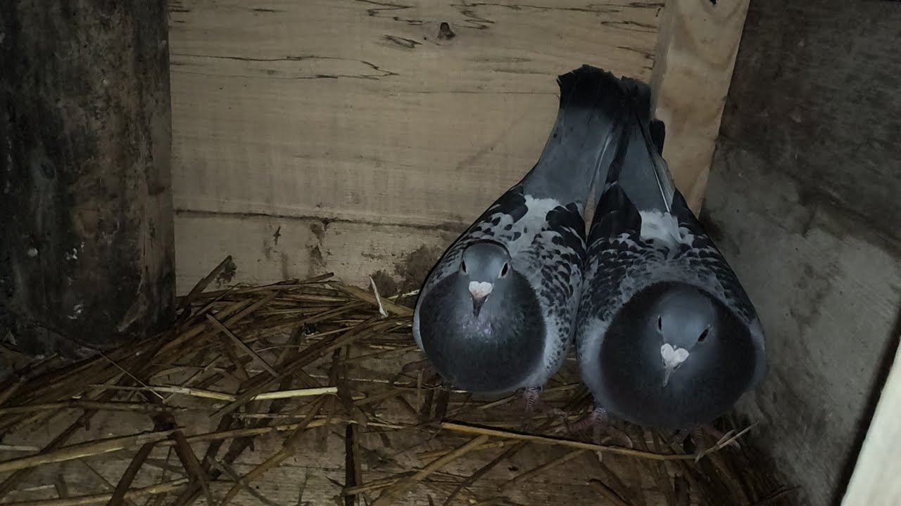 Avem niste achiziti ,și pe lângă asta avem și ouă la matca 😘🥇