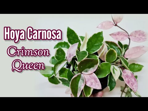 Hoya Carnosa Crimson Queen | Complete Care Tips