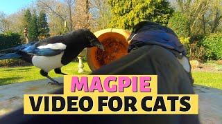 VIDEO MAGPIE UNTUK KUCING | Mengamati Burung Untuk Kucing