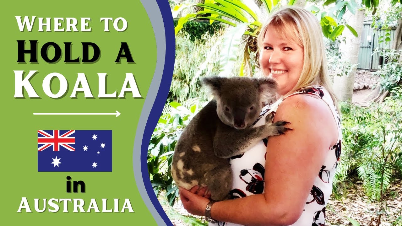 where-to-hold-a-koala-in-australia-youtube