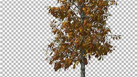 Sourwood Thin Tree is Swaying at The Wind Yellow | Motion Graphics - Envato elements