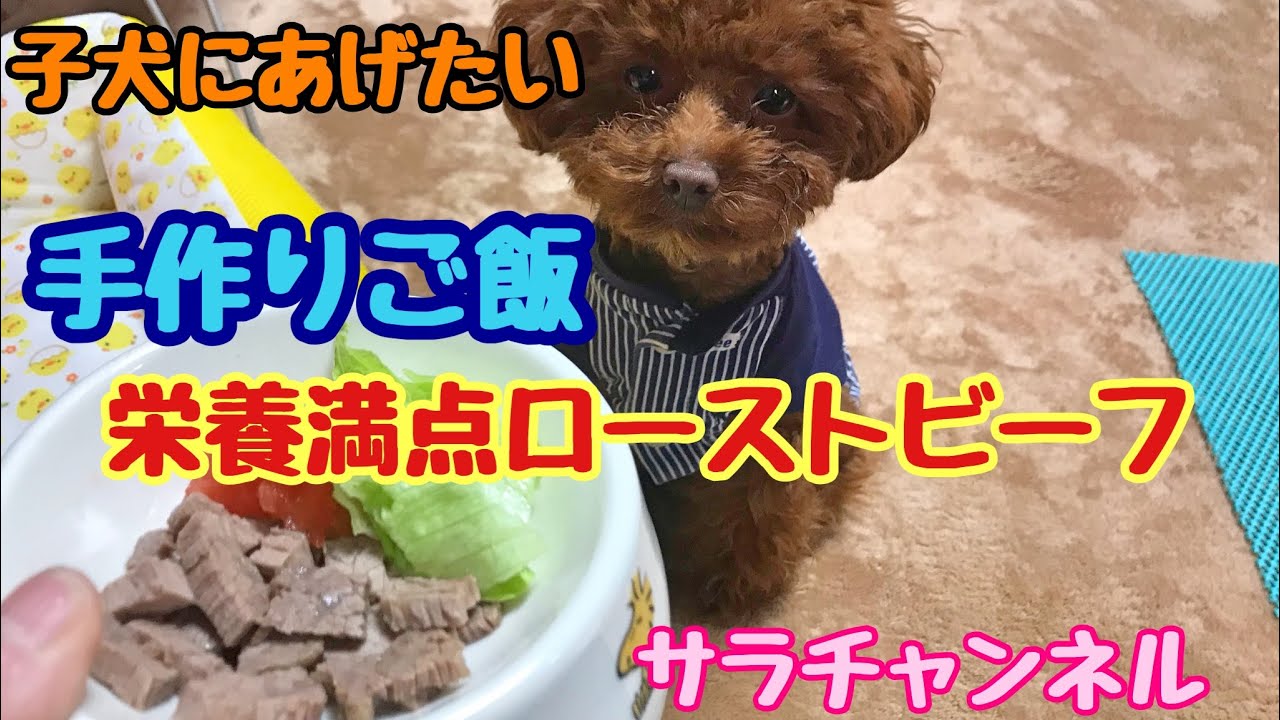 【犬の手作りご飯】子犬にあげたい栄養満点ローストビーフ(*^。^*)トイプードルのサラ Dog handmade