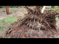 Ураган в Сиднее вырывал деревья с корнями .Такого не было 30 лет. 8 , 9 .10 Февраля 2020.