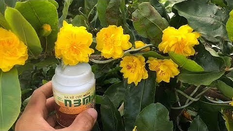 cúc vạn thọ cánh xoăn, cúc Hoàng đế. 200k/ cây ( bao ship). 0379640642...30/8/2020