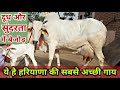 Haryana’s Best Cow 🏆 Milk Capacity-23 Kg 💪 Milk with Beauty