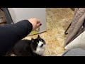 This Cat Never Gets Tired of His Ball (And Neither Will You)