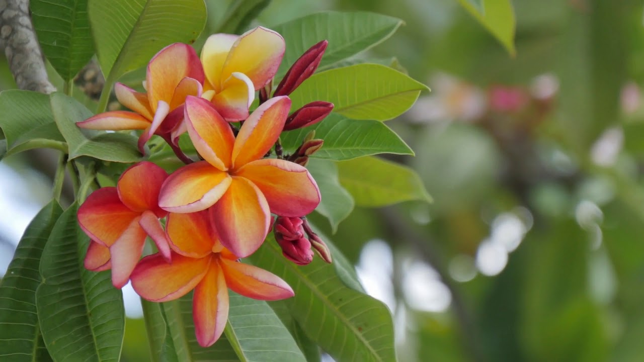 flora singapore south asia asia YouTube