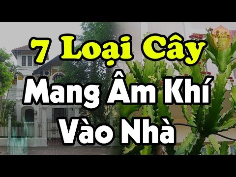 Video: Mẹo Để Biến Cây Trồng Trong Nhà: Tại Sao Cây Trồng Hướng Về Phía Ánh Sáng