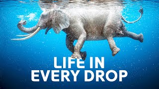 Discover Nature's Most Endangered Ecosystems