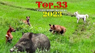 TERBARU❗TOP 33 Kumpulan VIDEO BERBURU SERU Tahun 2023 | Amazing | Wild Boar Hunting..