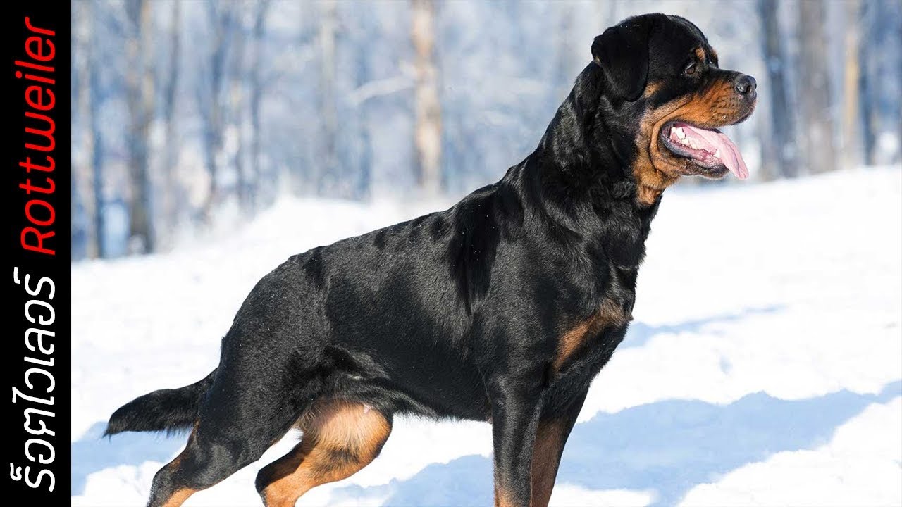 Rottweiler