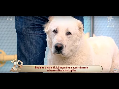 Totul despre rasa ciobănesc de Asia Centrală: ”Este un câine de pază, nu de atac”