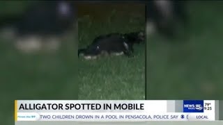 Alligator spotted on MLK Avenue