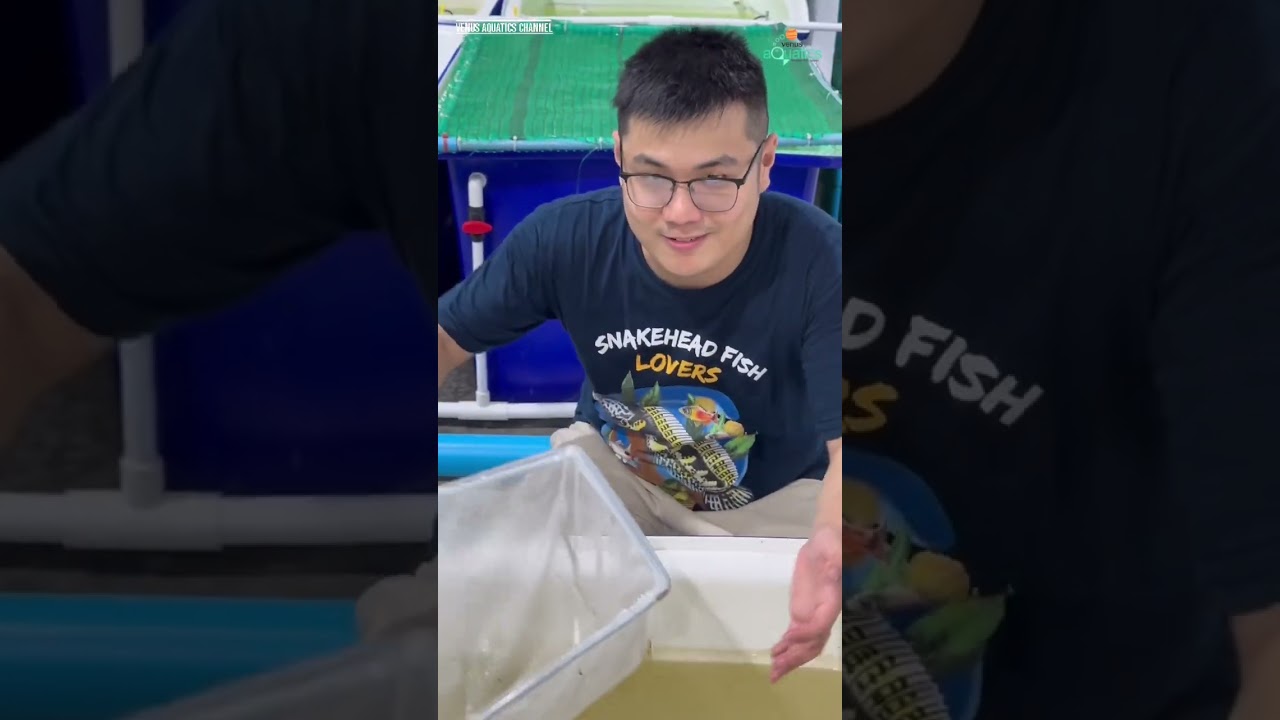 GUYS VENUS AQUATICS DI THAILAND! KITA KETEMU KURA KURA UNIK DITHAILAND! LANGKA BANGET! 