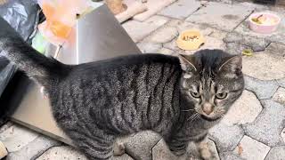 Cute Cat is hungry and dances for food  to be continued