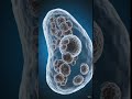 what is cell #science #education