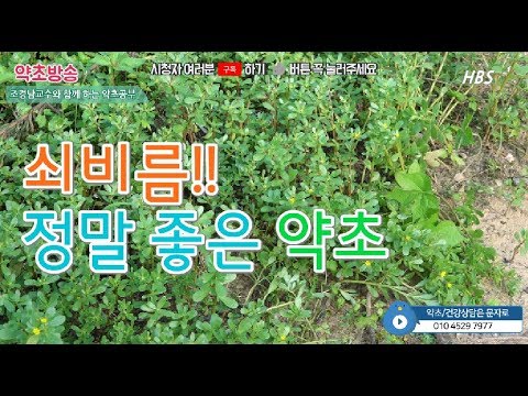 쇠비름 효능 정말 좋습니다[약초방송]