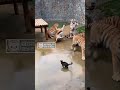 Tiny Kitten Lifts One Paw… and Six Tigers Panic! 🐯🐯🐯