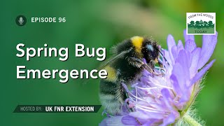 Spring Bug Emergence - From the Woods Today - Episode 96