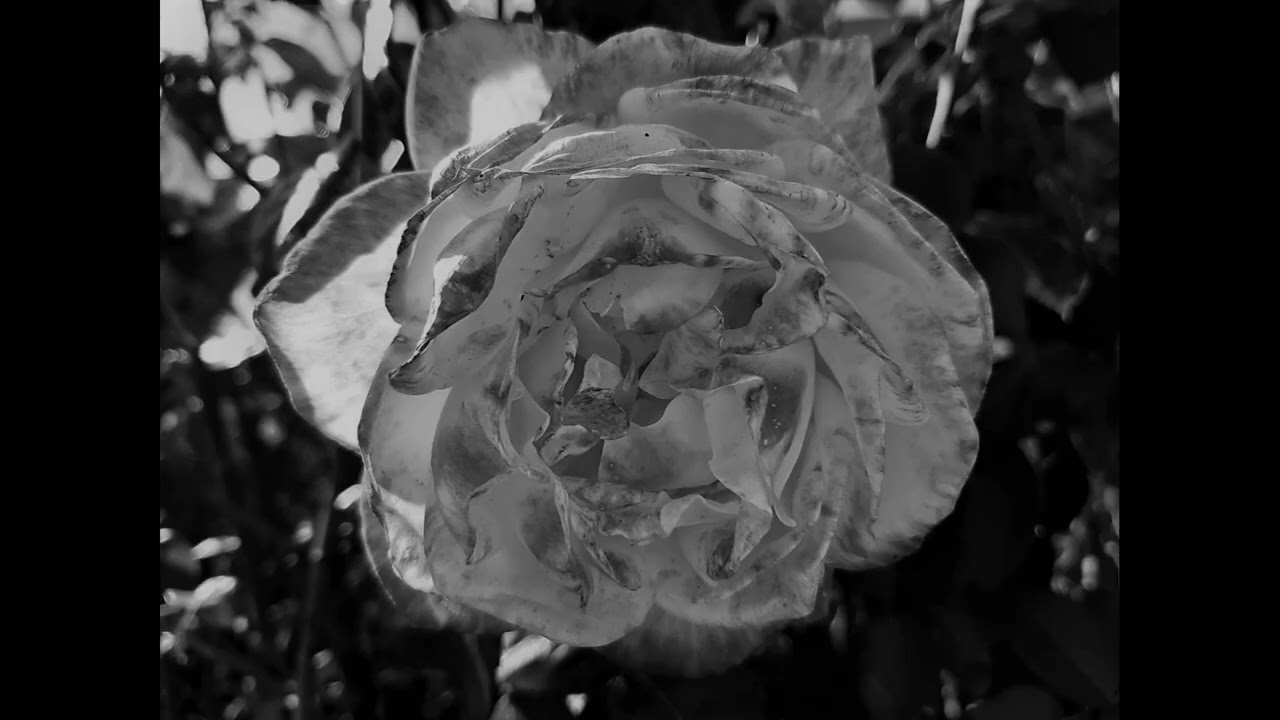 "A little death around the eyes" (Peter Doherty) ‐ Réalisée avec Clipchamp 86