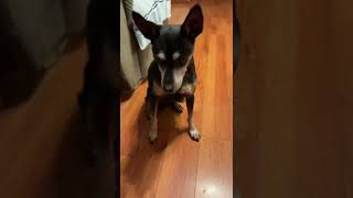 Manchester Terrier doesn’t want to wait for a treat