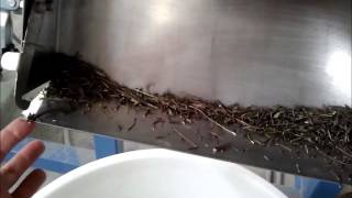 Herbs processing line 2