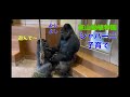 【東山動植物園】イケメンゴリラ シャバーニの子育て Handsome gorilla Shabani parenting