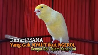 Kenari GACOR Panjang Ngelagu | Ampuh untuk pancingan Kenari Paud belajar Bunyi & Kenari MACET Bunyi