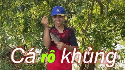 Câu cá giật toàn cá rô nái cở này thì ai mà không mê cho được | Fishing to catch the big fish