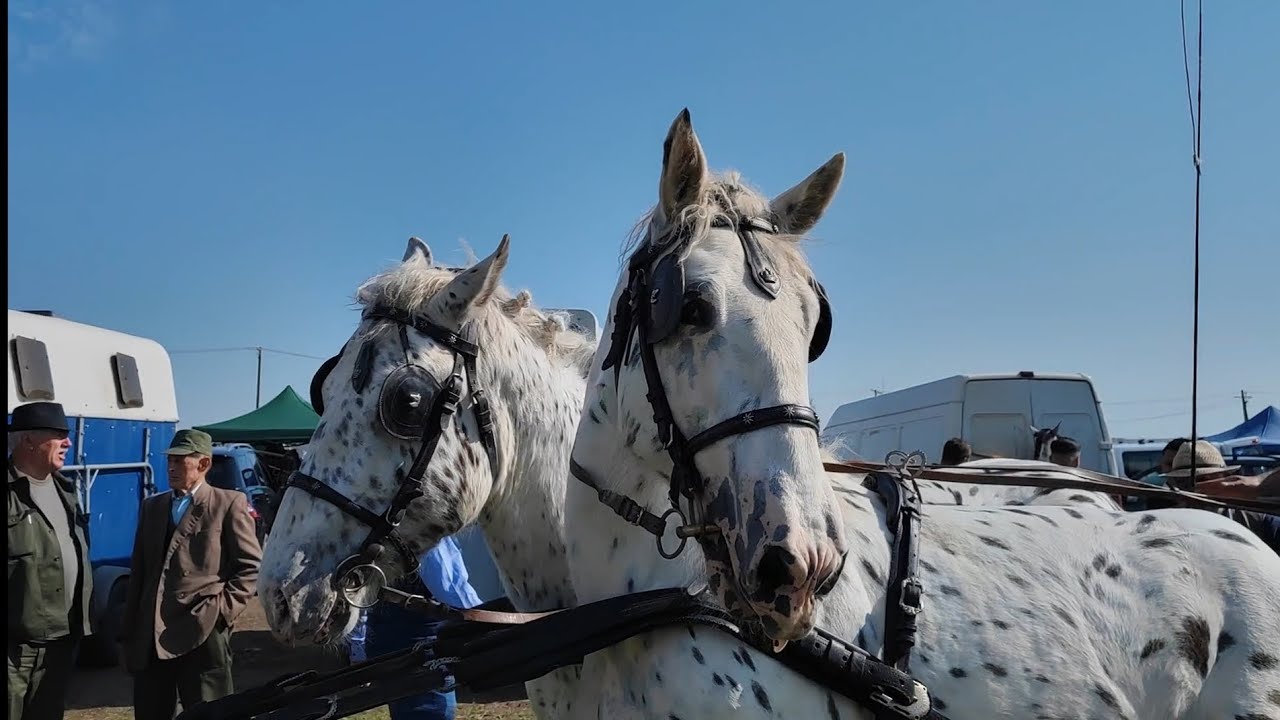 Országos Állat -és Kirakodóvásár Vésztő 2023. április 30.