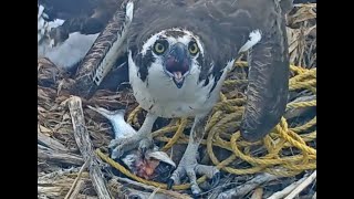 2023-05-23 Mom brings in rope (on purpose) and dad (accidentally) carries it away the next day