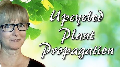 Upcycled Hanging Plant Propagation or Wall Vase