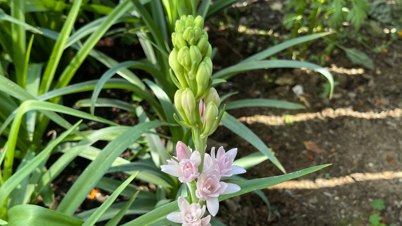 ផ្កាចន្ធូពណ៌លឿង ពណ៌ផ្កាឈូក Yellow Tuberose Pink Tuberose tuberose 