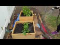 Planting squash and bean for the summer box gardening