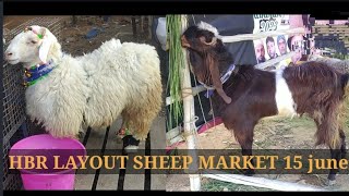 HBR LAYOUT BAKRID 2023 Sheep market 15/06/23 | Sheep's for sale in Bangalore for Qurbani 2023