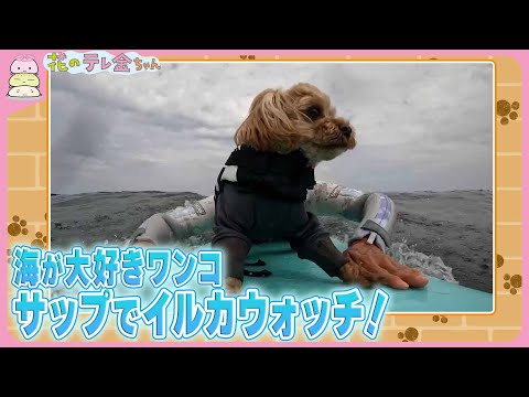 わんこにゃんこ】サップでイルカウォッチ！海が大好き＆あざと女子