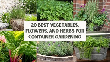 20 BEST Vegetables, Flowers, and Herbs for CONTAINER GARDENING