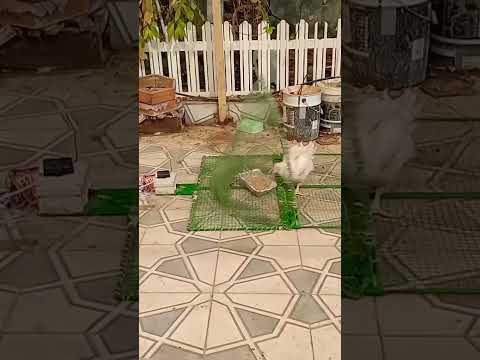 شبكة صيد بريموت 