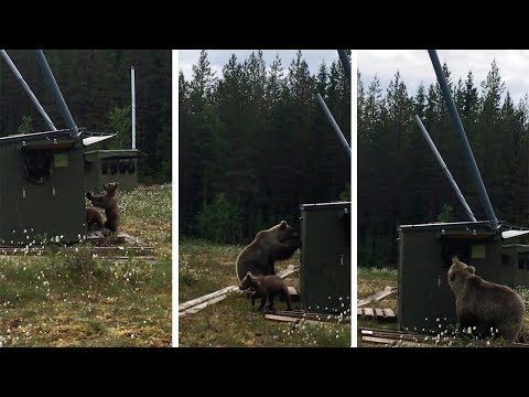 Family Of Bears Try Breaking Into Photographers Hideout - Family Of Bears Try Breaking Into Photographers Hideout