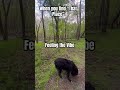 Peaceful Vibe #dogwalk #peace #vibes #hikingdog