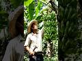 banana harvesting🥭 easy and simple