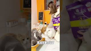 🐱五只猫咪为了吃饭能有多努力【喵来啦】 by 喵來啦 14,095 views 1 year ago 1 minute, 16 seconds