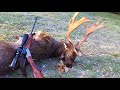 Selejt dámbika vadászat Management Fallow buck hunting in Hungary