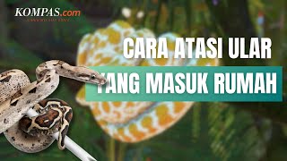 7 Cara Mengusir Ular dari Rumah Pasca-banjir
